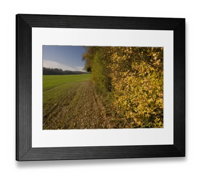 Framed Print : Field Maple (Acer campestre) leaves in autumn colour, growing on boundary of woodland and arable farmland Framed Print : Field Maple (Acer campestre) leaves in autumn colour, growing on boundary of woodland and arable farmland