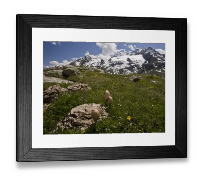 Framed Print : Egghead Mottlegill (Panaeolus semiovatus) fruiting bodies, growing on cattle dung at high altitude, Bernina Pass Framed Print : Egghead Mottlegill (Panaeolus semiovatus) fruiting bodies, growing on cattle dung at high altitude, Bernina Pass