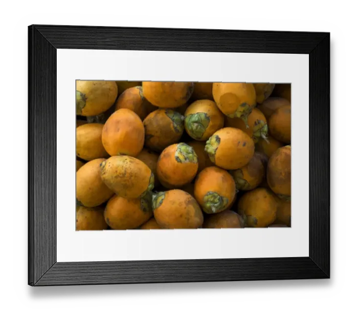 Framed Print : Betel Nut Palm (Areca catechu) harvested nuts, Trivandrum, Kerala, India Framed Print : Betel Nut Palm (Areca catechu) harvested nuts, Trivandrum, Kerala, India
