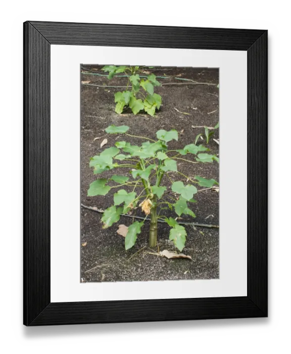 Framed Print : Physic Nut (Jatropha curcas) crop, grown for nuts used as biofuel Framed Print : Physic Nut (Jatropha curcas) crop, grown for nuts used as biofuel