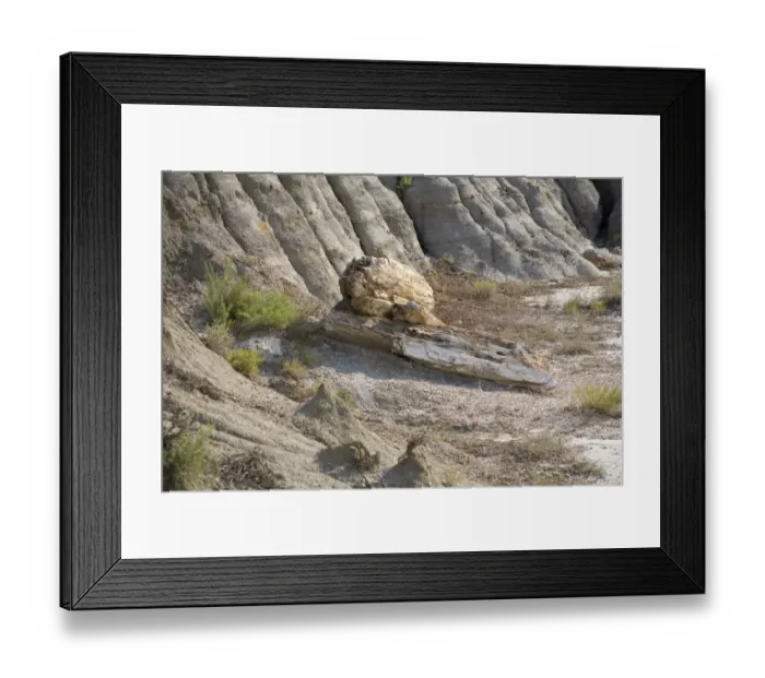 Framed Print : Petrified wood, fossilized trees, Theodore Roosevelt N. P. North Dakota, U. S. A. august Framed Print : Petrified wood, fossilized trees, Theodore Roosevelt N. P. North Dakota, U. S. A. august