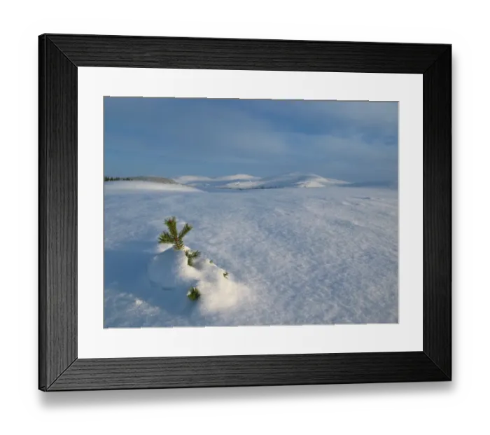 Framed Print : View of snow covered conifer sapling in upland habitat, Cairngorms N. P. Highlands, Scotland, january Framed Print : View of snow covered conifer sapling in upland habitat, Cairngorms N. P. Highlands, Scotland, january