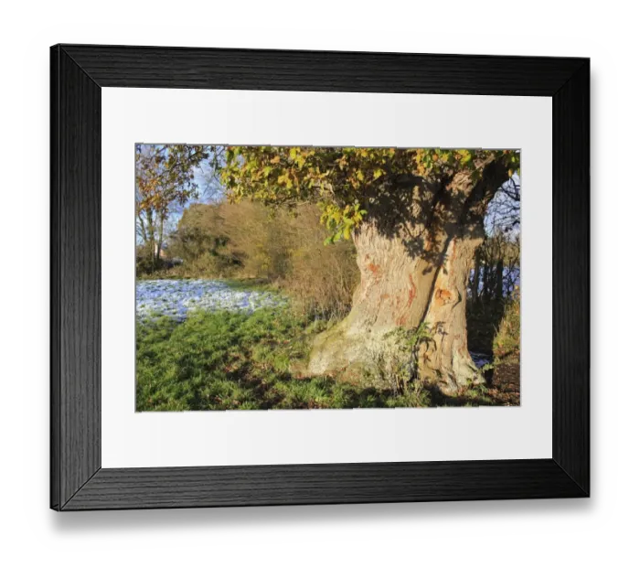 Framed Print : Common Oak (Quercus robur) ancient tree, close-up of trunk and bole, in hedgerow at edge of pasture with melting snow Framed Print : Common Oak (Quercus robur) ancient tree, close-up of trunk and bole, in hedgerow at edge of pasture with melting snow