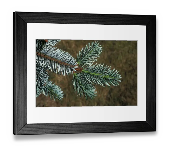 Framed Print : Delavays Silver Fir (Abies delavayi) Leaf / lower / July Framed Print : Delavays Silver Fir (Abies delavayi) Leaf / lower / July