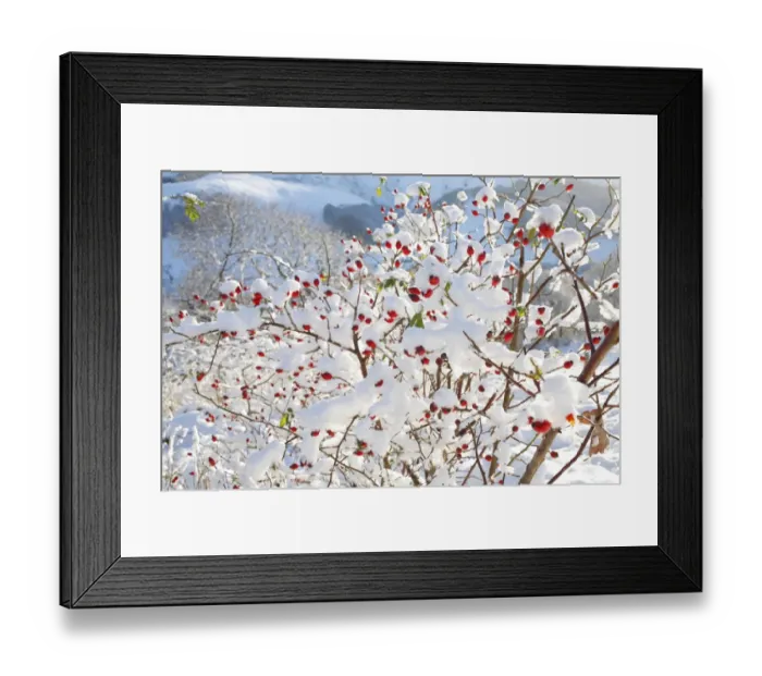 Framed Print : Dog Rose (Rosa canina) fruit, covered with snow, Powys, Wales, november