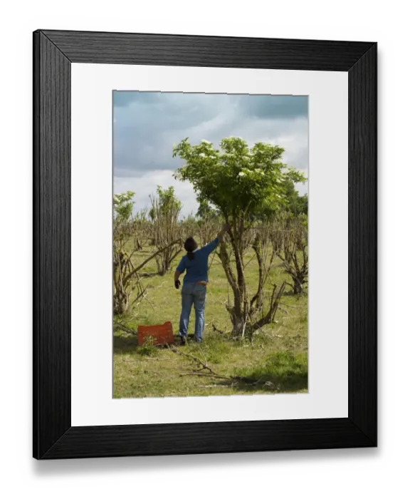 Framed Print : Elder (Sambucus nigra) flowering, person picking flowers for making elderflower wine, Stonehouse, Gloucestershire