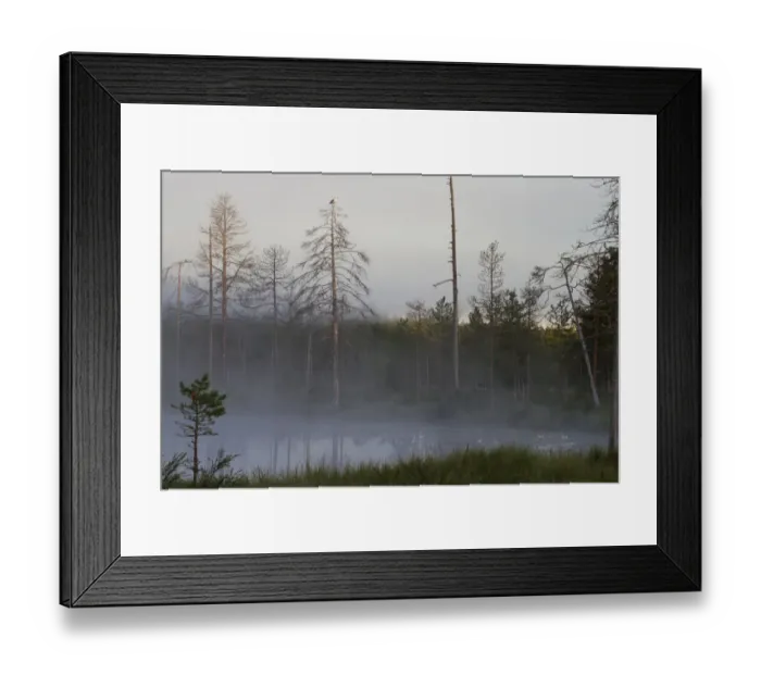 Framed Print : View of mist covered lake and coniferous forest habitat at dusk, with Herring Gull (Larus argentatus) adult Framed Print : View of mist covered lake and coniferous forest habitat at dusk, with Herring Gull (Larus argentatus) adult