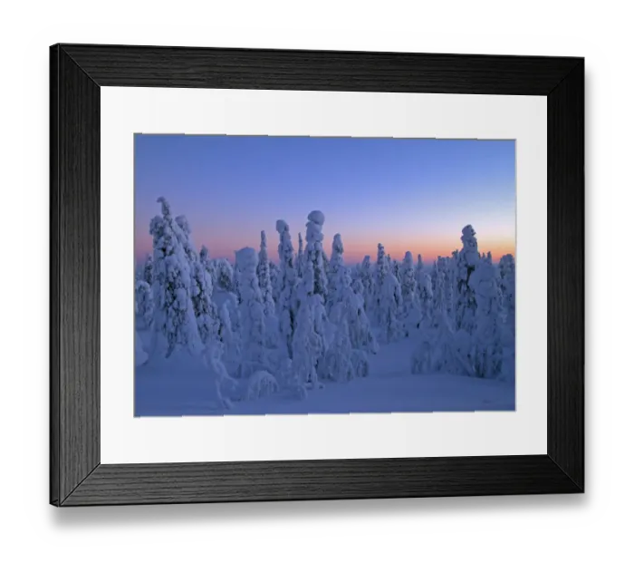 Framed Print : Snow packed trees in taiga at dawn, Kuusamo, Oulu, Finland, february Framed Print : Snow packed trees in taiga at dawn, Kuusamo, Oulu, Finland, february