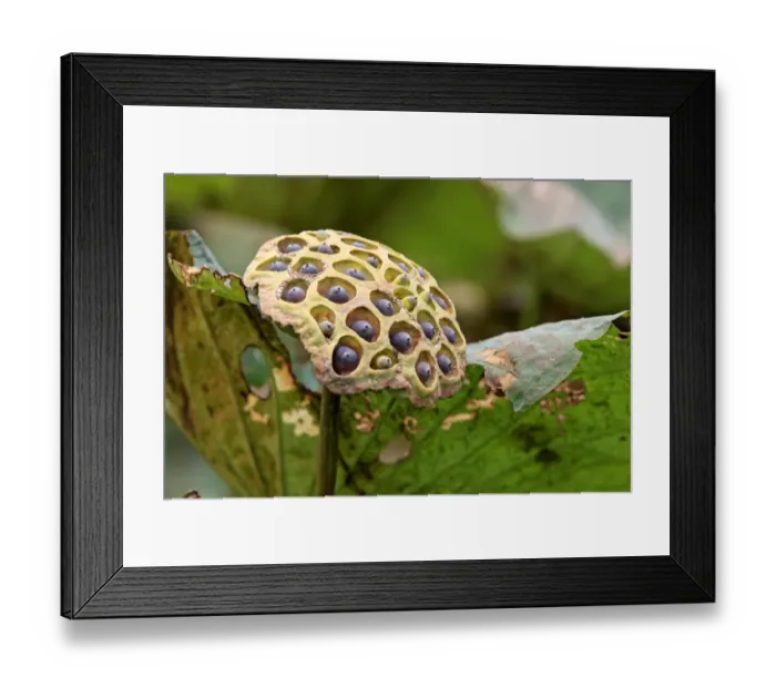 Framed Print : Indian Lotus (Nelumbo nucifera) close-up of seedhead, Kota Kinabalu, Sabah, Borneo, Malaysia Framed Print : Indian Lotus (Nelumbo nucifera) close-up of seedhead, Kota Kinabalu, Sabah, Borneo, Malaysia