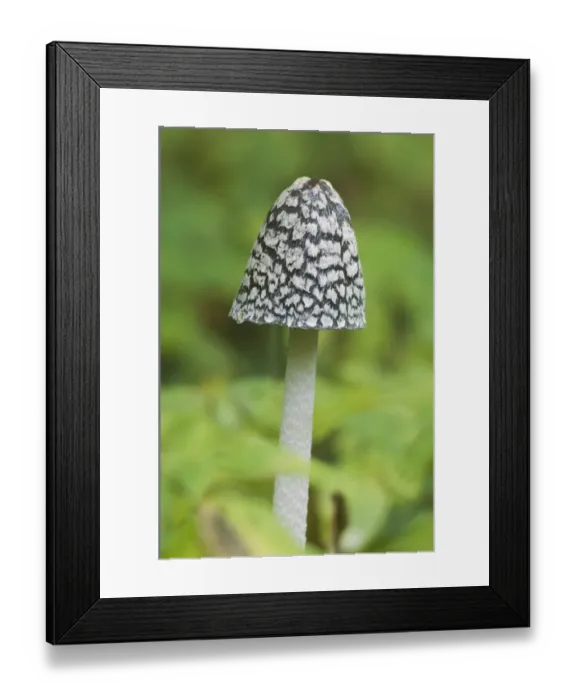 Framed Print : Magpie Fungus (Coprinus picaceus) fruiting body, Kent, England, october Framed Print : Magpie Fungus (Coprinus picaceus) fruiting body, Kent, England, october