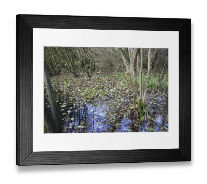 Framed Print : Common Alder (Alnus glutinosa) fallen leaves in alder carr wet woodland habitat, Fen Alder Carr L. N. R Framed Print : Common Alder (Alnus glutinosa) fallen leaves in alder carr wet woodland habitat, Fen Alder Carr L. N. R