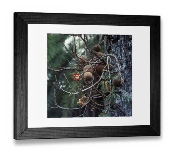 Framed Print : Cannon-ball Tree (Courocipita guianensis) Close-up of fruit and flower Framed Print : Cannon-ball Tree (Courocipita guianensis) Close-up of fruit and flower