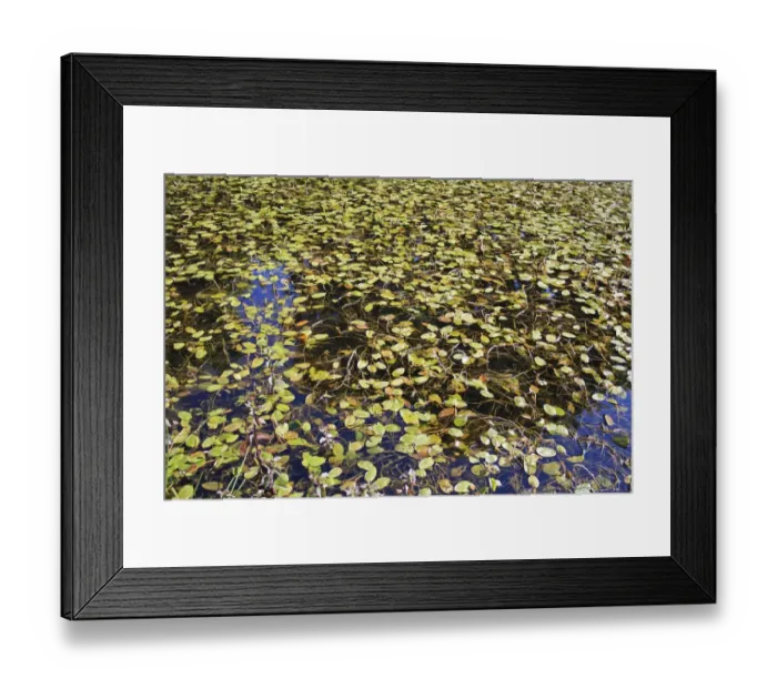 Framed Print : Broad-leaved Pondweed (Potamogeton natans) leaves, floating on surface of pond in valley fen reserve Framed Print : Broad-leaved Pondweed (Potamogeton natans) leaves, floating on surface of pond in valley fen reserve