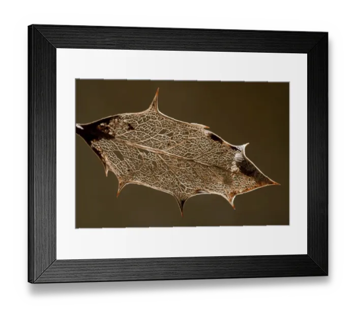 Framed Print : European Holly (Ilex aquifolium) skeleton of decaying leaf, England, october