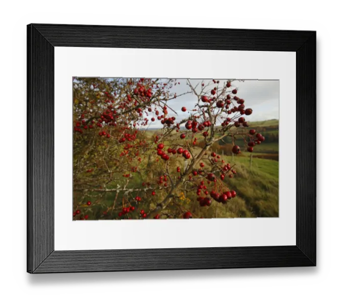 Framed Print : Common Hawthorn (Crataegus monogyna) fruit, on bush in farmland habitat, Powys, Wales, november
