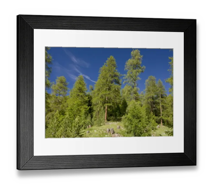 Framed Print : European Larch (Larix decidua) managed natural forest habitat, Upper Engadin Valley, Swiss Alps, Switzerland, june Framed Print : European Larch (Larix decidua) managed natural forest habitat, Upper Engadin Valley, Swiss Alps, Switzerland, june
