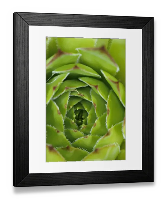 Framed Print : Limestone Houseleek (Sempervivum calcareum) close-up of leaf rosette, Italy, july Framed Print : Limestone Houseleek (Sempervivum calcareum) close-up of leaf rosette, Italy, july