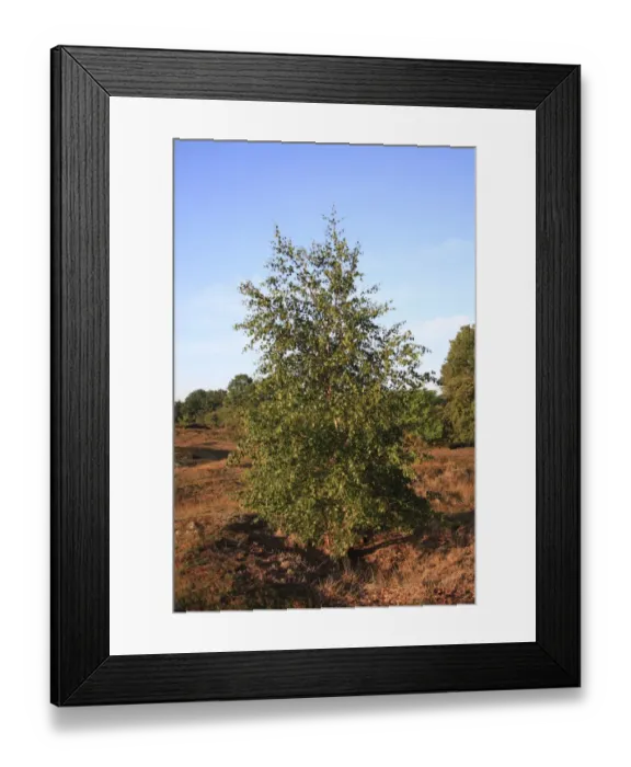 Framed Print : Silver Birch (Betula pendula) habit, growing in lowland heathland reserve, Wortham Ling, Upper Waveney Valley, Suffolk Framed Print : Silver Birch (Betula pendula) habit, growing in lowland heathland reserve, Wortham Ling, Upper Waveney Valley, Suffolk