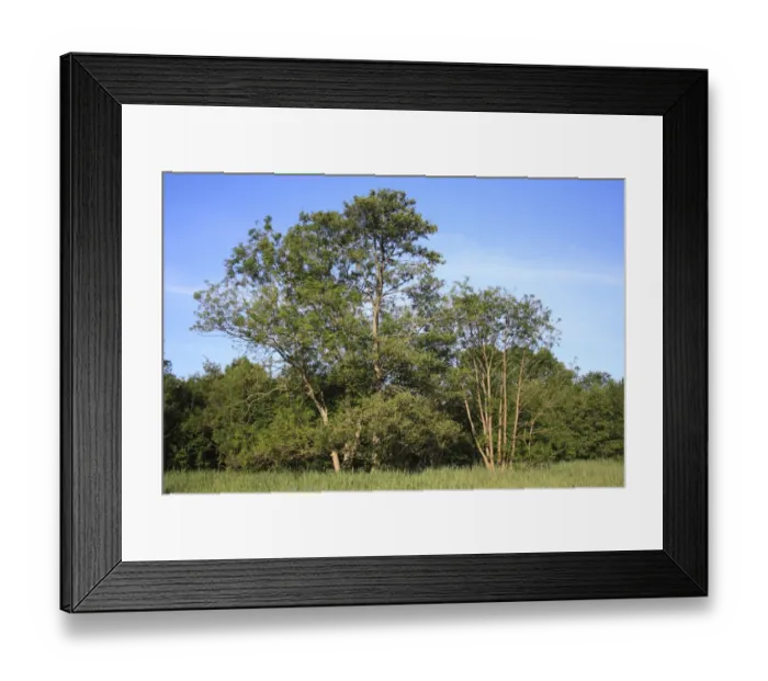 Framed Print : Common Alder (Alnus glutinosa) habit, growing at edge of carr wet woodland habitat in valley fen reserve, Roydon Fen Framed Print : Common Alder (Alnus glutinosa) habit, growing at edge of carr wet woodland habitat in valley fen reserve, Roydon Fen