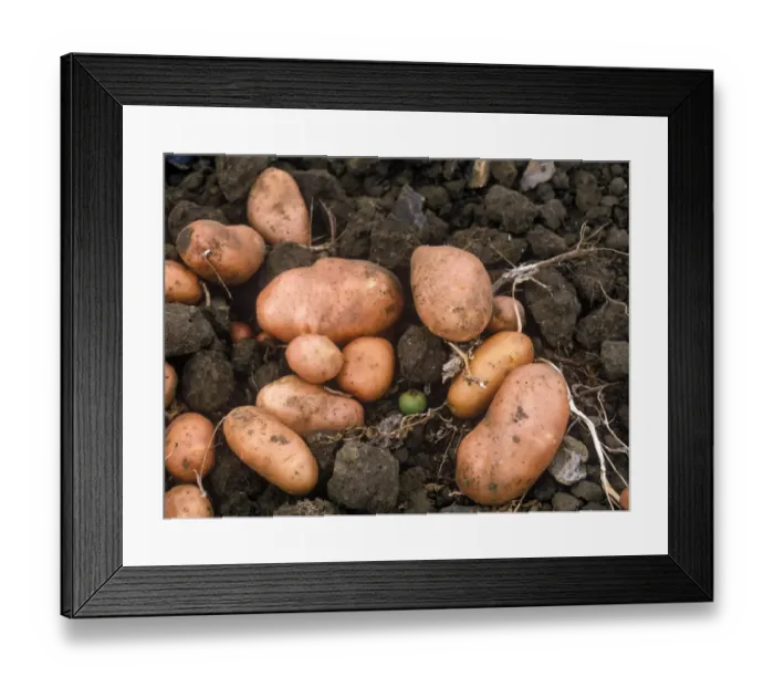 Framed Print : Vegetable - Potato Close-up of harvested potatoes