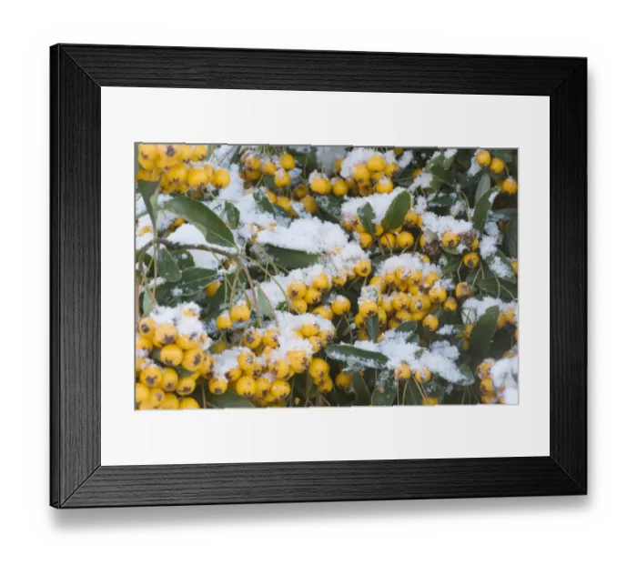 Framed Print : Firethorn (Pyracantha sp. ) close-up of snow covered leaves and berries, in garden, Essex, England, january Framed Print : Firethorn (Pyracantha sp. ) close-up of snow covered leaves and berries, in garden, Essex, England, january
