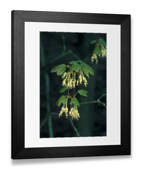 Framed Print : Norway Maple (Acer platanoides) Flowering tip Framed Print : Norway Maple (Acer platanoides) Flowering tip