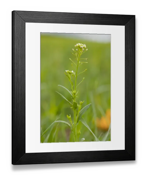 Framed Print : White Ball Mustard (Calepina irregularis) flowering, growing as weed, Italy, april