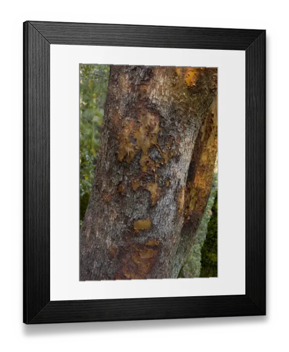 Framed Print : Pacific Madrone (Arbutus menziesii) close-up of of bark and trunk, California, U. S. A. november Framed Print : Pacific Madrone (Arbutus menziesii) close-up of of bark and trunk, California, U. S. A. november