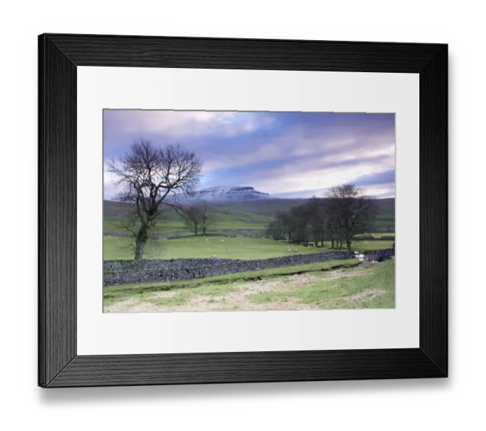 Framed Print : View of bare trees, drystone walls, sheep grazing in pasture and fell after light snow, Pen-y-ghent in distance Framed Print : View of bare trees, drystone walls, sheep grazing in pasture and fell after light snow, Pen-y-ghent in distance