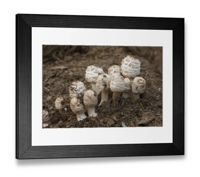 Framed Print : Shaggy Parasol (Macrolepiota rhacodes) fruiting bodies, group emerging from soil, Powys, Wales, october