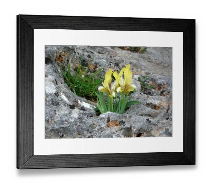 Framed Print : Southern Dwarf Iris (Iris pseudopumila) yellow form, flowering, growing in limestone crevices, Southern Greece, april Framed Print : Southern Dwarf Iris (Iris pseudopumila) yellow form, flowering, growing in limestone crevices, Southern Greece, april