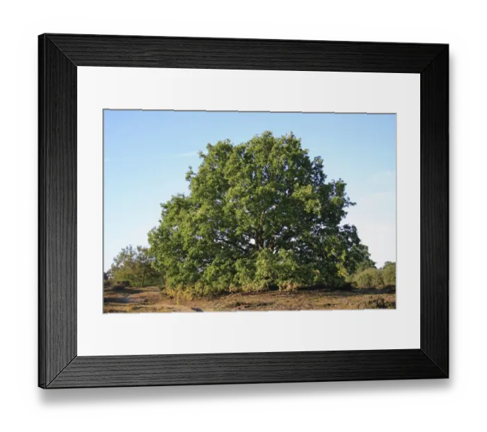 Framed Print : Common Oak (Quercus robur) habit, mature tree growing in lowland heathland reserve, Wortham Ling, Upper Waveney Valley
