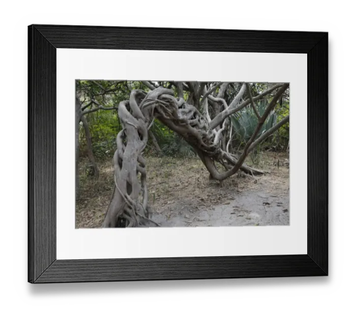 Framed Print : Strangler Fig (Ficus sp. ) habit, twisted and arched growth of aerial roots, Gambia, january