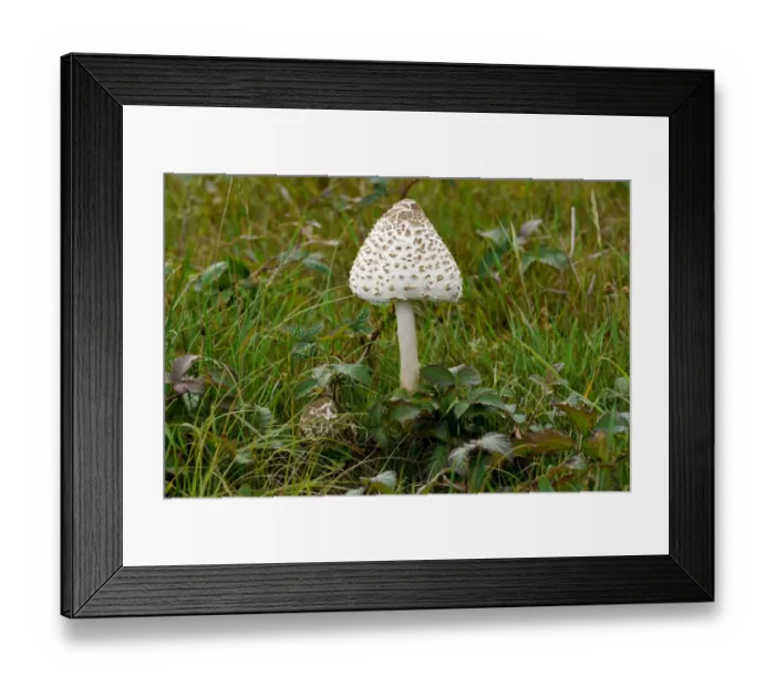 Framed Print : Parasol Mushroom (Macrolepiota procera) fruiting body, early development, West Sussex, England