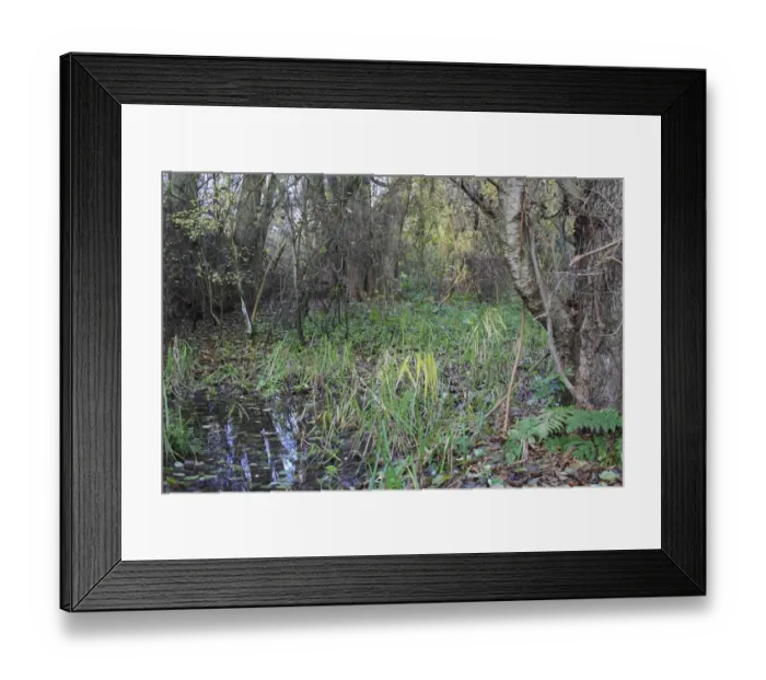 Framed Print : Common Alder (Alnus glutinosa) alder carr wet woodland habitat, Fen Alder Carr L. N. R Framed Print : Common Alder (Alnus glutinosa) alder carr wet woodland habitat, Fen Alder Carr L. N. R