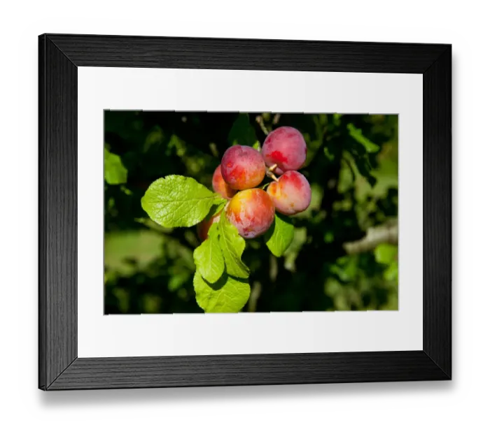 Framed Print : Plum (Prunus domestica) Reeves, close-up of fruit, growing in orchard, Norfolk, England, august Framed Print : Plum (Prunus domestica) Reeves, close-up of fruit, growing in orchard, Norfolk, England, august