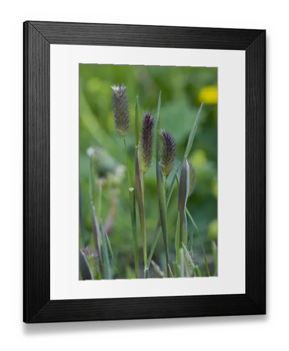 Framed Print : Alpine Catstail (Phleum rhaeticum) flowerheads, Swiss Alps, Switzerland, june Framed Print : Alpine Catstail (Phleum rhaeticum) flowerheads, Swiss Alps, Switzerland, june