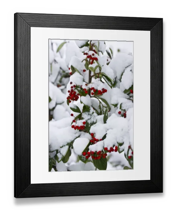 Framed Print : Cotoneaster (Cotoneaster sp. ) close-up of snow covered leaves and berries, in garden, Dorset, England, december Framed Print : Cotoneaster (Cotoneaster sp. ) close-up of snow covered leaves and berries, in garden, Dorset, England, december