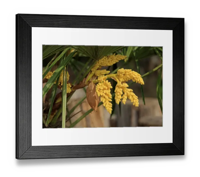 Framed Print : Chusan Palm (Trachycarpus fortunei) close-up of flowers, in garden, Ellerstadt, Rhineland-Palatinate, Germany Framed Print : Chusan Palm (Trachycarpus fortunei) close-up of flowers, in garden, Ellerstadt, Rhineland-Palatinate, Germany