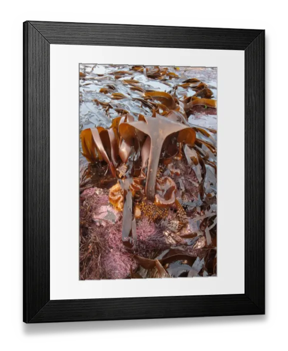 Framed Print : Furbellows (Saccorhiza polyschides) fronds, attached to rocks at low tide, Kimmeridge, Dorset, England, february Framed Print : Furbellows (Saccorhiza polyschides) fronds, attached to rocks at low tide, Kimmeridge, Dorset, England, february