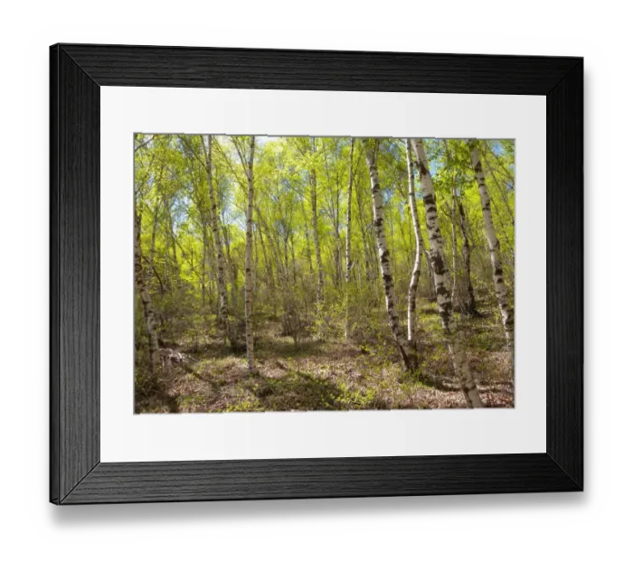 Framed Print : Birch forest habitat on mountainside, Zushan Forest Park, Qinhuangdao, China, may Framed Print : Birch forest habitat on mountainside, Zushan Forest Park, Qinhuangdao, China, may