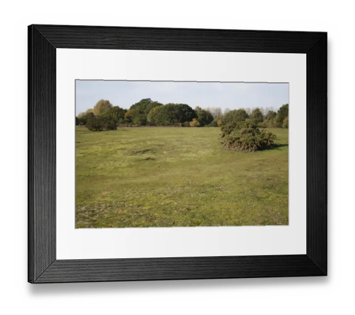 Framed Print : View of habitat on lowland heathland reserve, Wortham Ling, Suffolk, England, october Framed Print : View of habitat on lowland heathland reserve, Wortham Ling, Suffolk, England, october