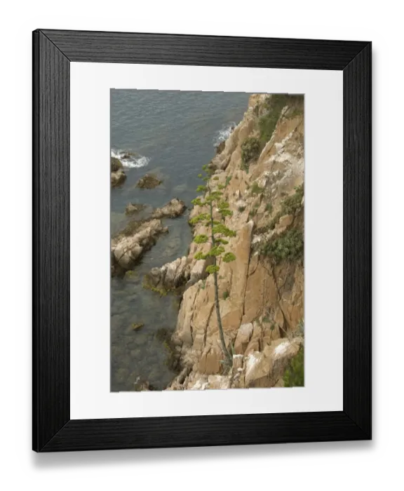 Framed Print : Century Plant (Agave americana) introduced species, garden escapee growing on coastal cliff, Blanes, Costa Brava Framed Print : Century Plant (Agave americana) introduced species, garden escapee growing on coastal cliff, Blanes, Costa Brava