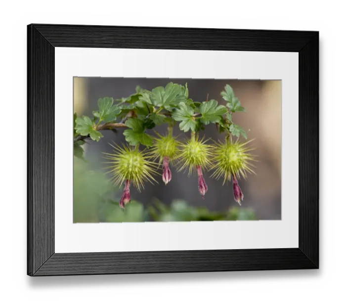 Framed Print : Sierra Gooseberry (Ribes roezlii) close-up of fruit, Sierra Nevada, California, U. S. A. july Framed Print : Sierra Gooseberry (Ribes roezlii) close-up of fruit, Sierra Nevada, California, U. S. A. july