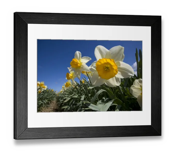 Framed Print : Commercial flower crop, Daffodil (Narcissus sp. ) flowering, growing in field, Happisburgh, Norfolk, England, march Framed Print : Commercial flower crop, Daffodil (Narcissus sp. ) flowering, growing in field, Happisburgh, Norfolk, England, march