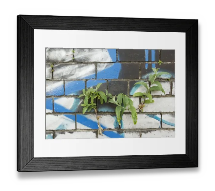 Framed Print : Buddleia (Buddleia davidii) garden escapee, growing in crevice of graffiti covered wall in city centre, Sheffield Framed Print : Buddleia (Buddleia davidii) garden escapee, growing in crevice of graffiti covered wall in city centre, Sheffield