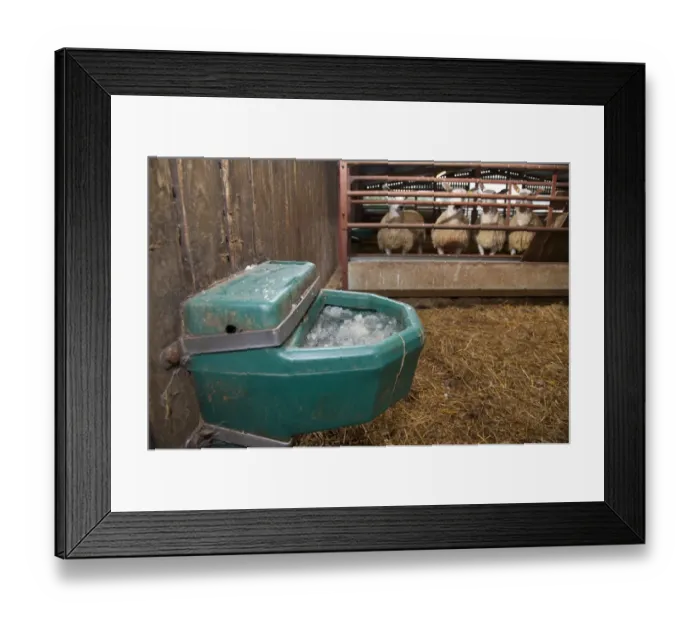 Framed Print : Frozen water drinker in farm building, with sheep in background, Chipping, Lancashire, England, december Framed Print : Frozen water drinker in farm building, with sheep in background, Chipping, Lancashire, England, december