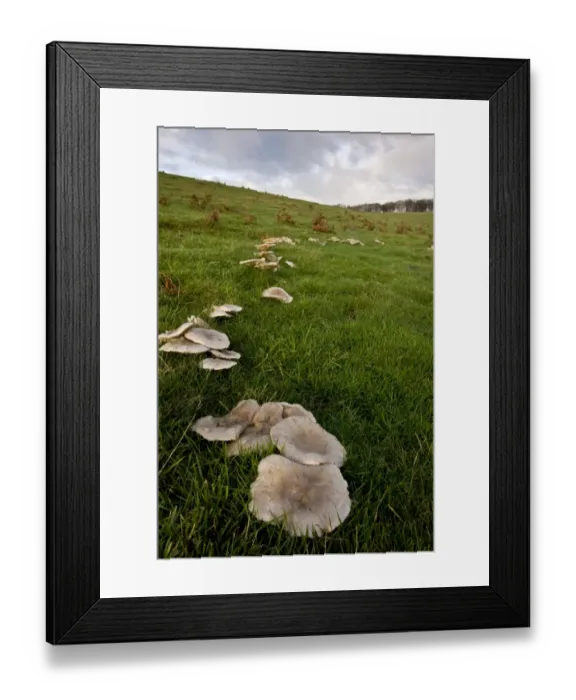 Framed Print : Blewit (Lepista panaeola) fruiting bodies, group growing as fairy ring in grassland habitat, Quantock Hills, Somerset Framed Print : Blewit (Lepista panaeola) fruiting bodies, group growing as fairy ring in grassland habitat, Quantock Hills, Somerset
