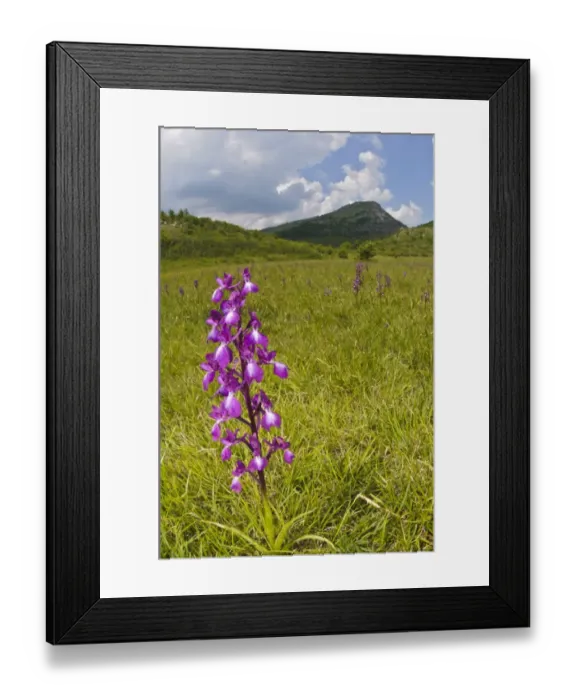 Framed Print : Loose-flowered Orchid (Orchis laxiflora) flowering, growing in habitat, Italy, may Framed Print : Loose-flowered Orchid (Orchis laxiflora) flowering, growing in habitat, Italy, may