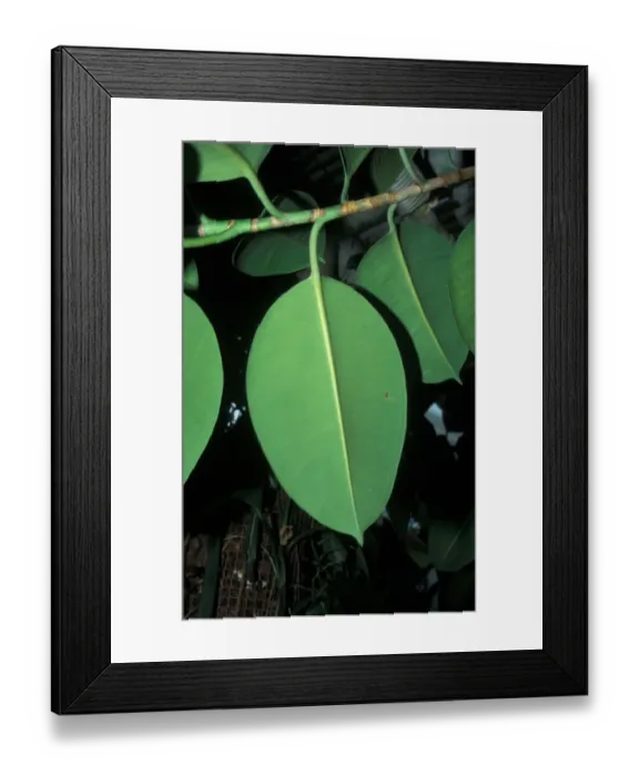 Framed Print : Indian Rubber Fig (Ficus elastica) Leaf Framed Print : Indian Rubber Fig (Ficus elastica) Leaf